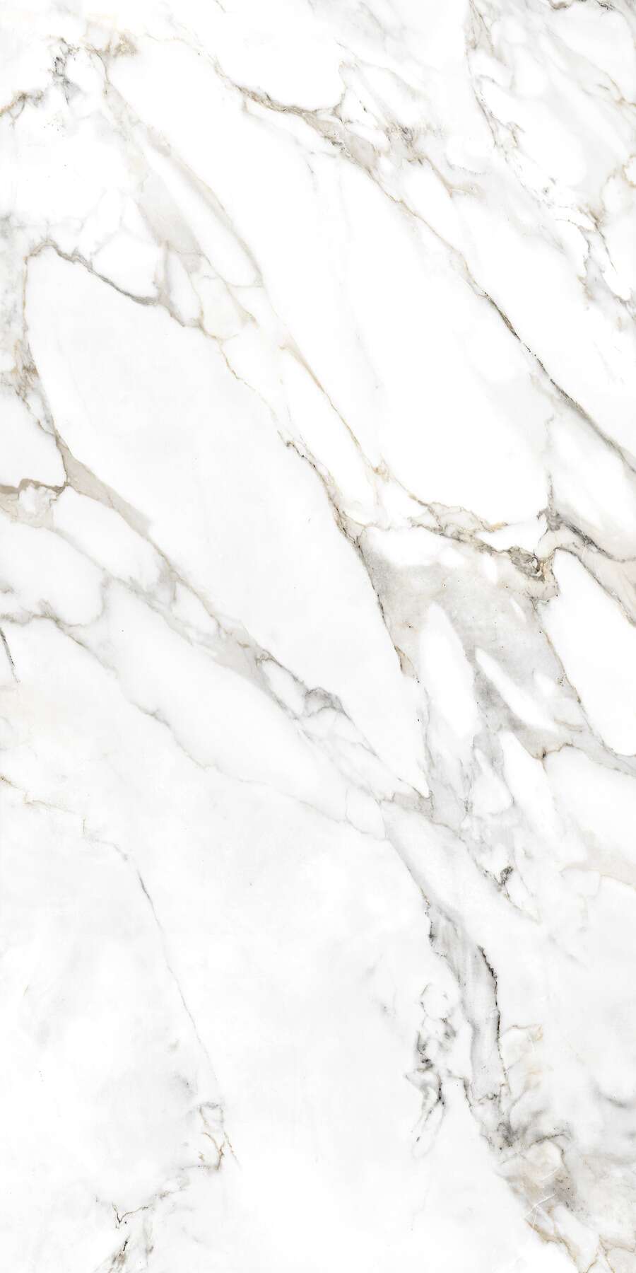 Spider carrara Glossy 60cm x 120cm 9mm