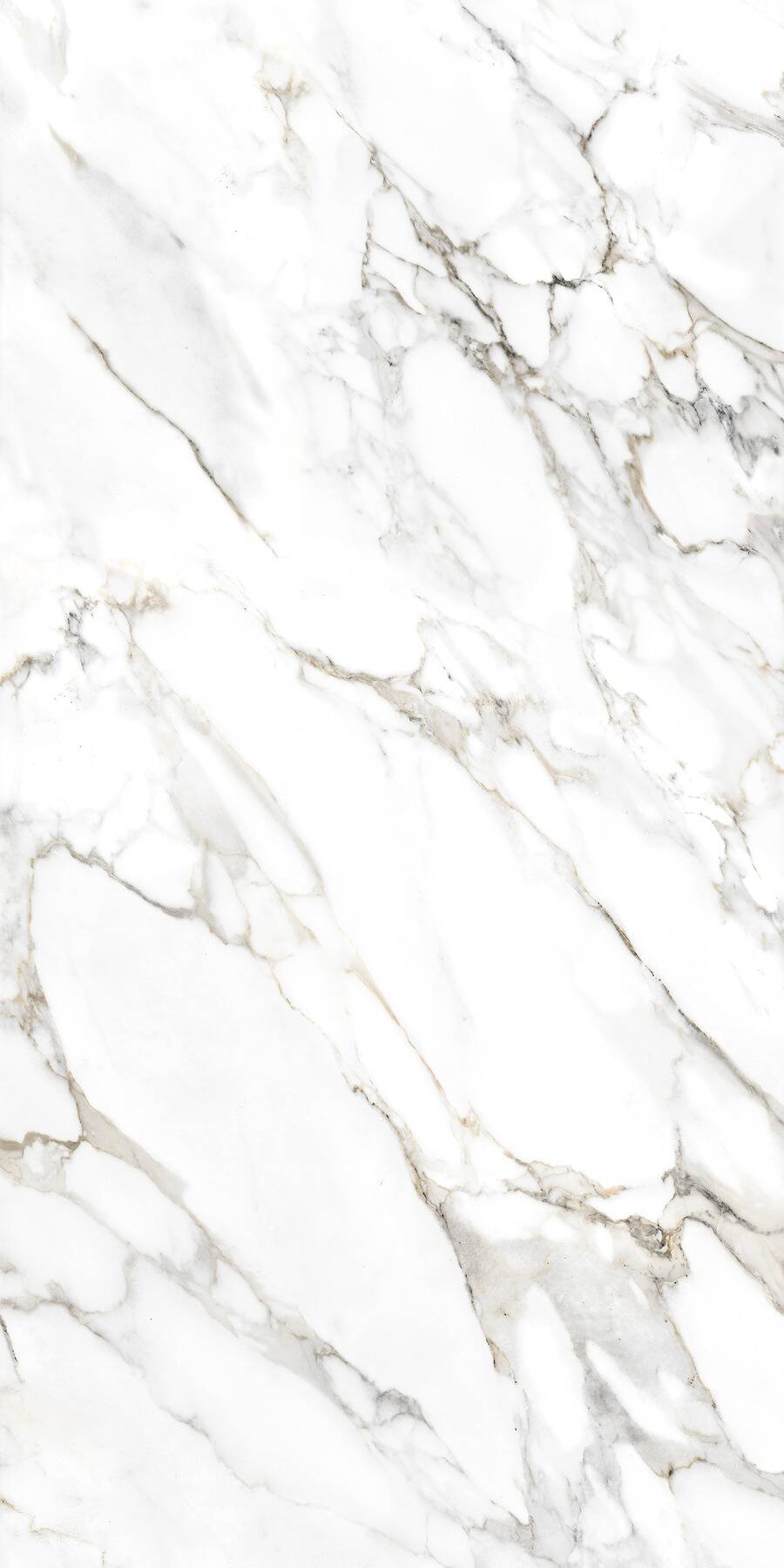 Spider carrara Glossy 60cm x 120cm 9mm